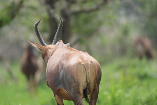 Close up of a wild topi antelope in the Serengeti, Tanzania, showing its head, curved horn and natural savanna habitat during an African safari.