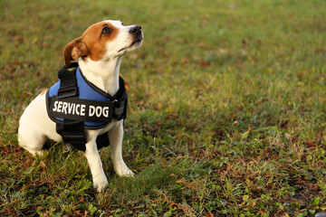 Cute Jack Russell Terrier wearing service dog vest outdoors, space for text