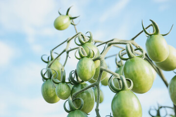 Young green cherry tomatoes ripen on sky background