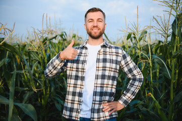 A man inspects a corn field and looks for pests. Successful farmer and agro business