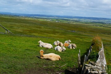 Sunny Irish countryside landscape with livestock