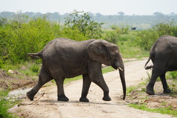 elephants in the wild