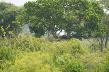 lion sleeping in a tree in the ishasha sector of queen Elizabeth national park in uganda
