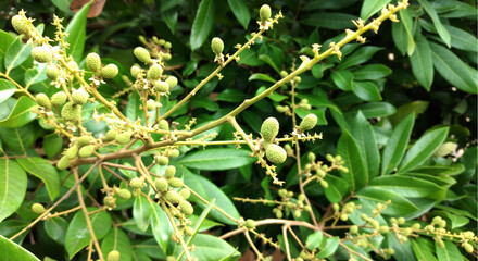 Lansium longiflorum is a species of flowering plant in the family Lactaceae.