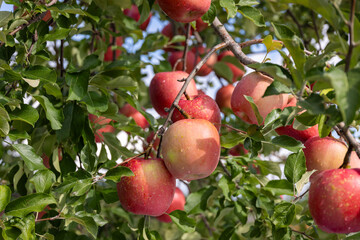 たわわに実った果樹園の赤リンゴ