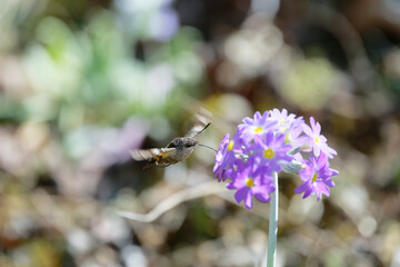 Humming-bird moth on the Primula denticulata