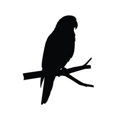 bird on a branch