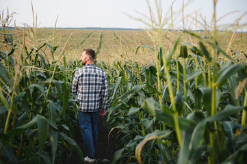 A man inspects a corn field and looks for pests. Successful farmer and agro business
