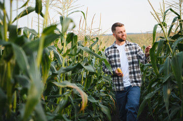 A man inspects a corn field and looks for pests. Successful farmer and agro business