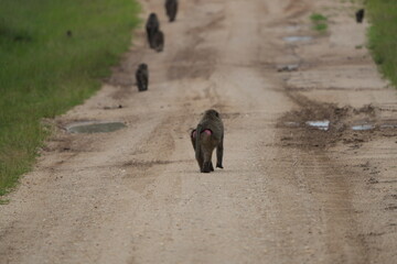 band of baboons walking through the ugandan roads, wild, wildlife, primates on the road