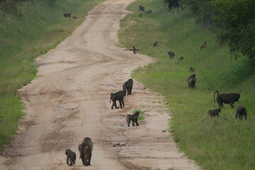 band of baboons walking through the ugandan roads, wild, wildlife, primates on the road