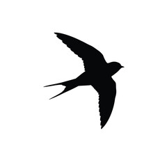 seagull in flight