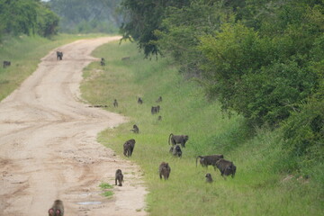 band of baboons walking through the ugandan roads, wild, wildlife, primates on the road