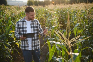 A young agronomist inspects the quality of the corn crop on agricultural land. Farmer in a corn...