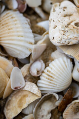 A pile of shells and rocks on the beach
