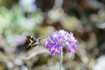 Humming-bird moth on the Primula denticulata