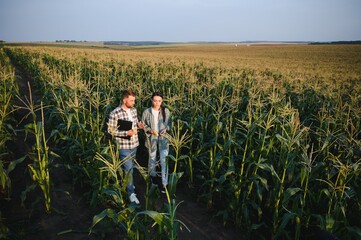 Two businessmen farmers, a man and a woman are working in a corn field