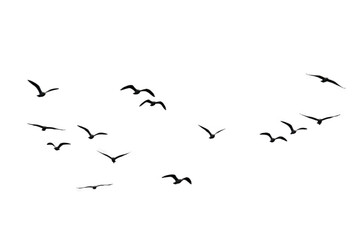 Silhouette of birds flying in the sky, representing freedom, nature, wildlife, migration, and peaceful outdoor scenery.