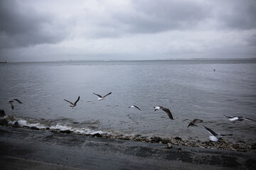 Seagulls Take Off from the Embankment against the backdrop of the Ocean and dramatic stormy sky. Street photography style photo