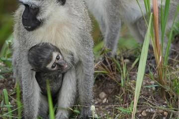 vervet monkey hanging on the tummy of its mother