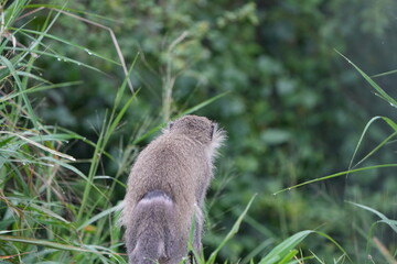 back of a vervet monkey against green background, watching for predators