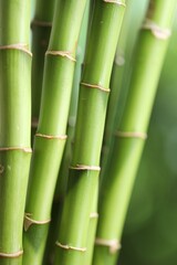 Decorative bamboo stems on blurred green background, closeup