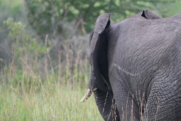 portrait of african elephant walking away from the camera face to the left, back of ear and tusk, side view, uganda, queen elizabeth national park