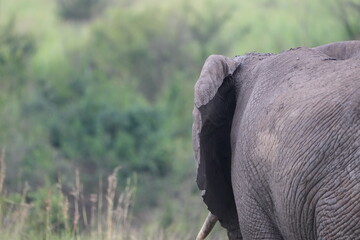 portrait of african elephant walking away from the camera face to the left, back of ear and tusk, side view, uganda, queen elizabeth national park