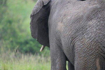 portrait of african elephant walking away from the camera face to the left, back of ear and tusk, side view, uganda, queen elizabeth national park
