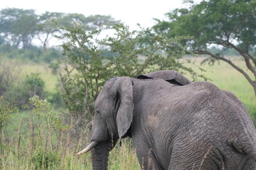 portrait of african elephant walking away from the camera face to the left, back of ear and tusk, side view, uganda, queen elizabeth national park
