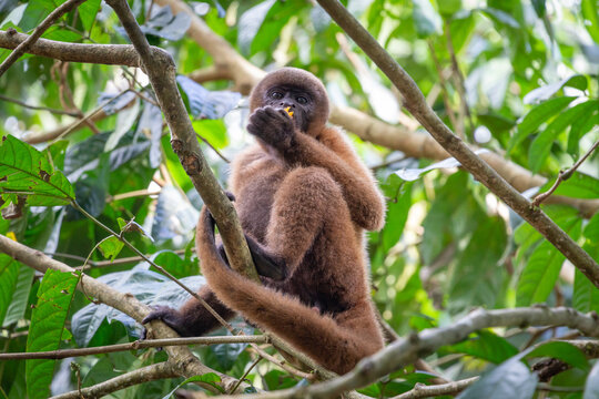 Mono choro adulto(Lagothrix lagothricha) aliment&aacute;ndose sobre las ramas de un &aacute;rbol en la amazonia peruana, Iquitos Per&uacute; 