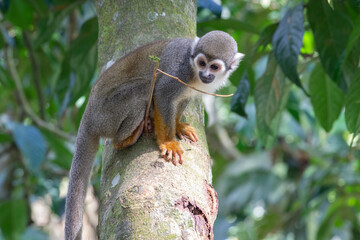 Mono ardilla de Humboldt (Saimiri sciureus cassiquiarensis) entre hojas y ramas de un árbol, descansa y se alimenta en los bosques de la amazonia peruana, Iquitos Perú