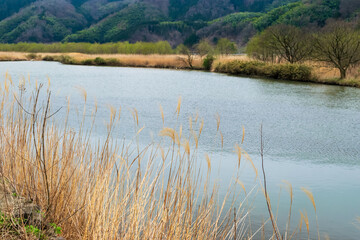 Spring at Kinosaki Onsen – Maruyama River, Toyooka, Hyogo, Japan