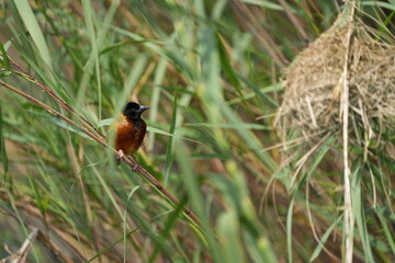 portrait of a weaver bird in uganda, lake mutanda, 