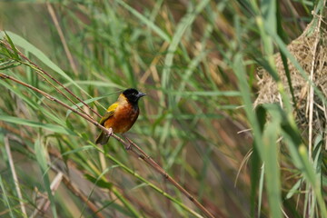 portrait of a weaver bird in uganda, lake mutanda, 