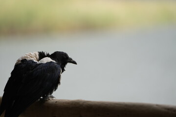 portrait of a pied crow (Corvus albus) around lake mutanda uganda, shown from the back sitting on a fence