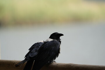 portrait of a pied crow (Corvus albus) around lake mutanda uganda, shown from the back sitting on a...