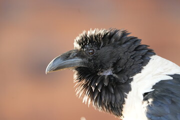 portrait of a pied crow (Corvus albus) around lake mutanda uganda