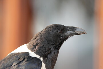 portrait of a pied crow (Corvus albus) around lake mutanda uganda