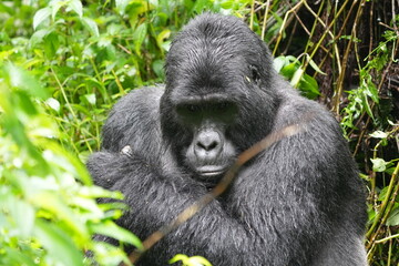 close up of a silverback gorilla (silver back) in the bwindi impenetrable forest in uganda, eco tourism, close up portrait of an alpha gorilla