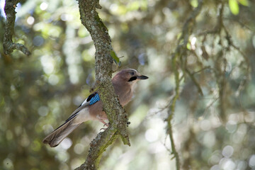 GHIANDAIA JAY (Garrulus glandarius) Monte Ortobene, Nuoro, Sardinia, Italy.