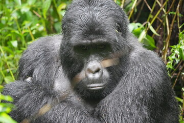 headshot portrait of a silverback gorilla in uganda bwindi impenetrable forest national park mountain gorilla alpha
