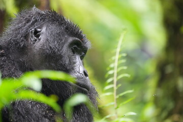 Obraz premium side portrait of a young female ugandan gorilla (mountain gorilla) eating 