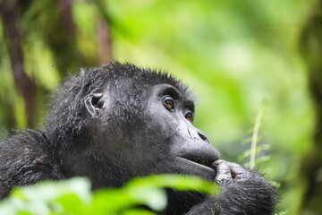 side portrait of a young female ugandan gorilla (mountain gorilla) eating 