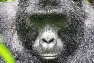 portrait of a silverback gorilla staring into the camera in bwindi impenetrable forest in uganda