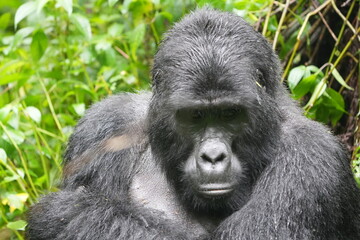 Naklejka premium portrait of a silverback gorilla staring into the camera in bwindi impenetrable forest in uganda