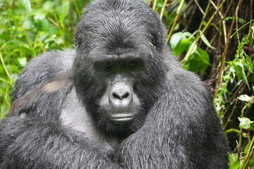 portrait of a silverback gorilla staring into the camera in bwindi impenetrable forest in uganda