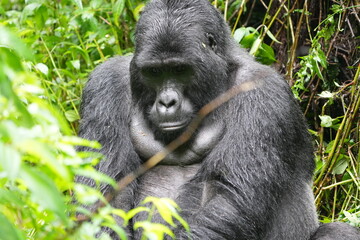 Obraz premium Silverback mountain gorilla close up in Bwindi Impenetrable Forest
