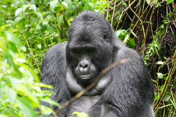 Obraz premium Silverback mountain gorilla close up in Bwindi Impenetrable Forest