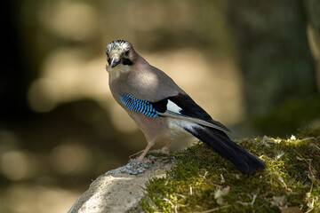 GHIANDAIA JAY (Garrulus glandarius) Monte Ortobene, Nuoro, Sardinia, Italy.